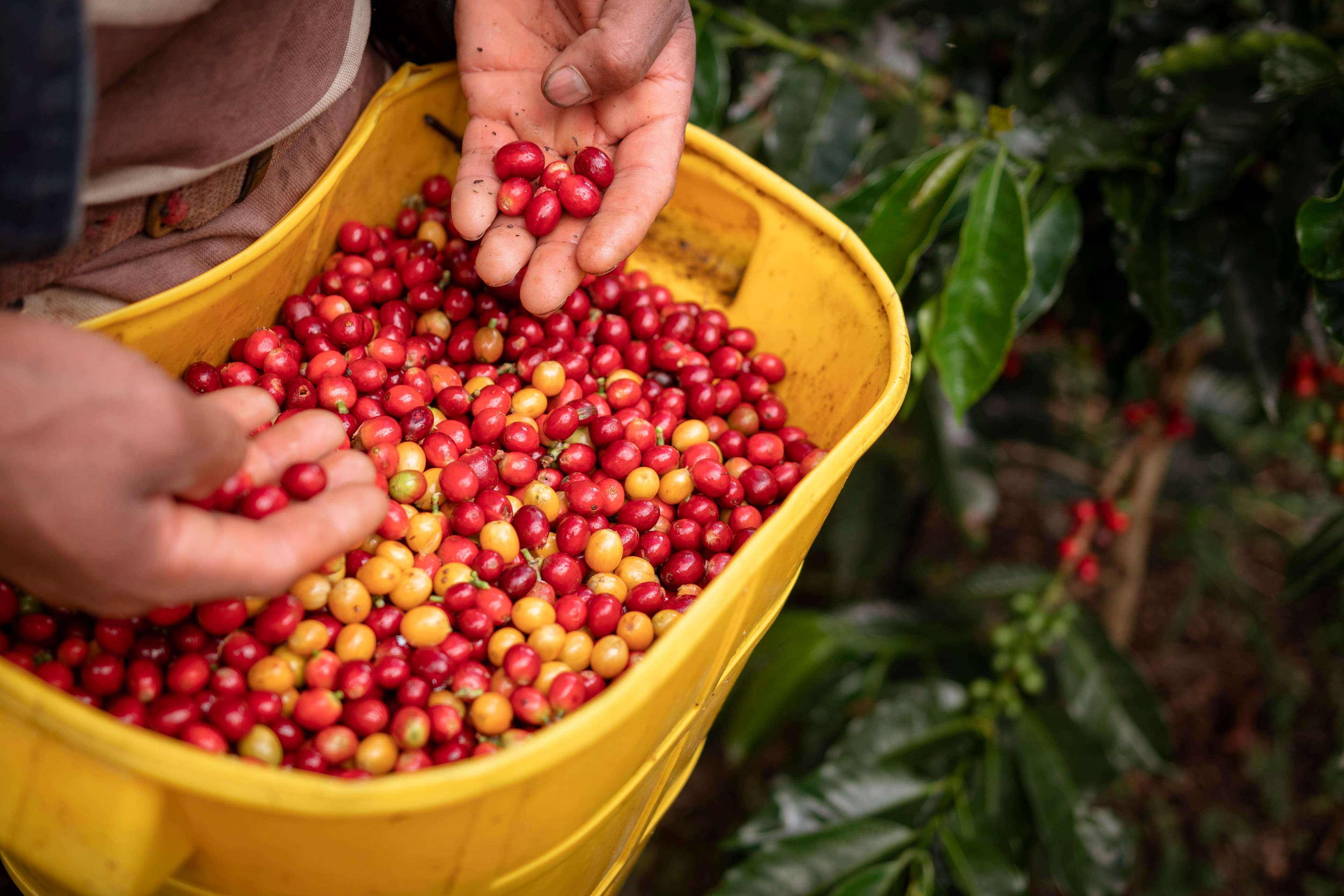 Finca del Café
