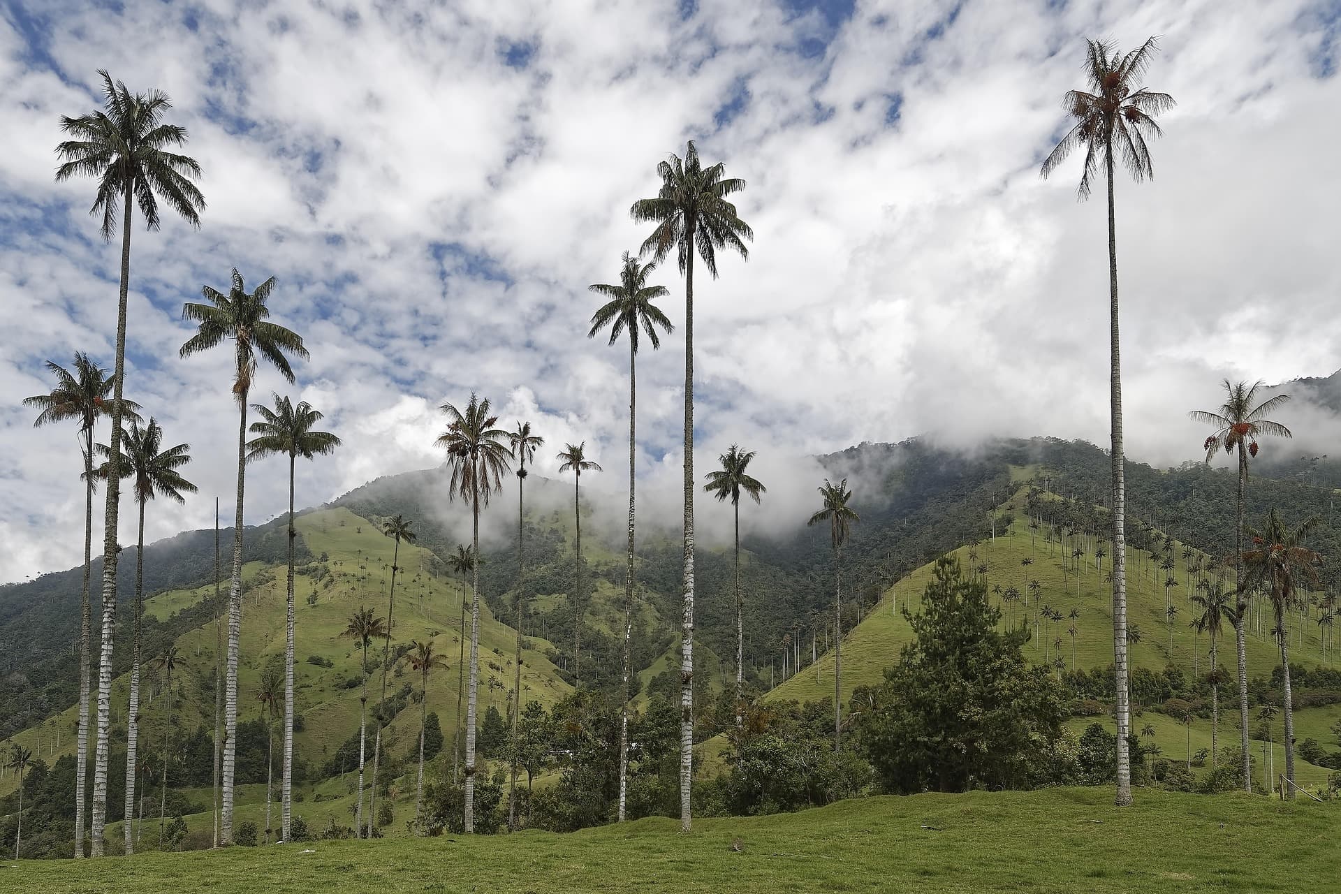 Valle del Cocora